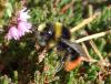 Bombus lapidarius